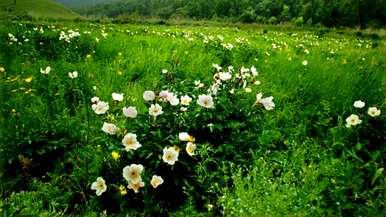 五月开花有哪些花，五月开花叫菊花？