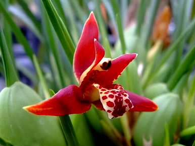 五月开花有哪些花，五月开花叫菊花？