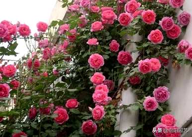 月季花如何扦插成活率高，月季花如何扦插成活率高