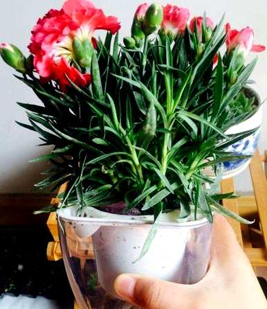康乃馨好养吗？怎么养？水培玫瑰好养还是康乃馨好养？