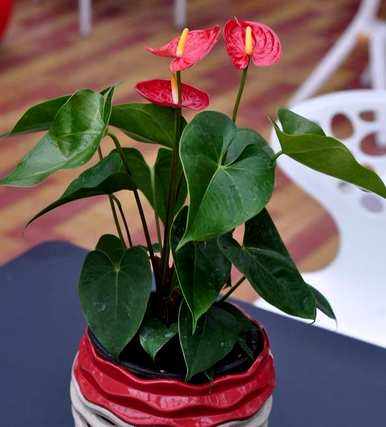 火鹤花的叶子干了怎么办？火鹤花的叶子干了怎么了？