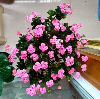 家庭养花品种及花名，家庭养花大全图及花名