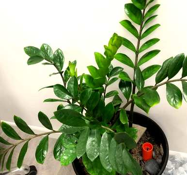 家庭养花品种及花名，家庭养花大全图及花名