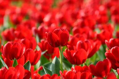 什么是红色郁金香花语？墨尔本午夜蓝色郁金香花语