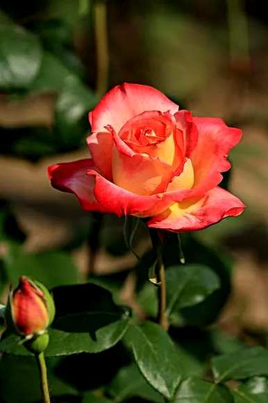 月季花语是什么意思，小男孩月季花语是什么意思？