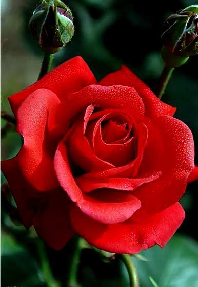 月季花语是什么意思，小男孩月季花语是什么意思？