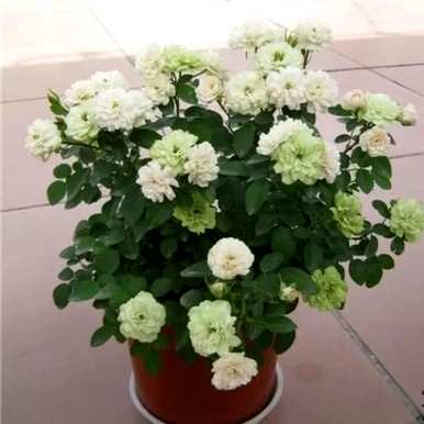 月季花语是什么意思，小男孩月季花语是什么意思？