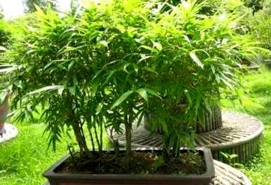 盆栽罗汉竹的养殖方法和注意事项，罗汉竹的养殖方法和技术