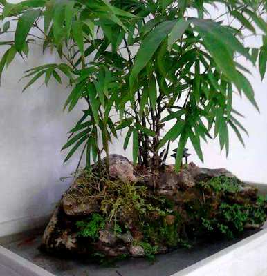盆栽罗汉竹的养殖方法和注意事项，罗汉竹的养殖方法和技术