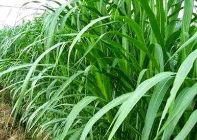 种植皇竹草的方法是什么？种植皇竹草的全过程