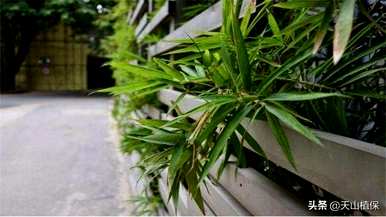 玫瑰绫诲强镦х竹子的类型和名称
