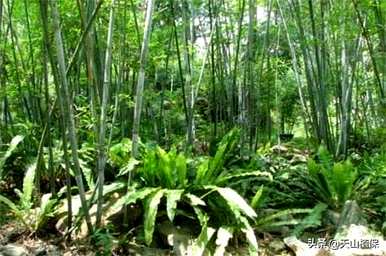 玫瑰绫诲强镦х竹子的类型和名称