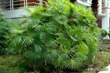 玫瑰绫诲强镦х竹子的类型和名称