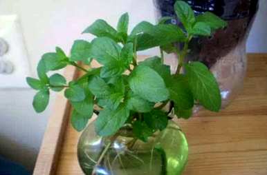 水养植物有哪些招财，水养植物有哪些？