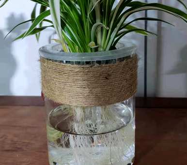 水养植物有哪些招财，水养植物有哪些？