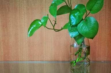 水养植物有哪些招财，水养植物有哪些？