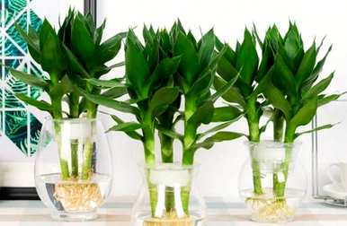 水养植物有哪些招财，水养植物有哪些？