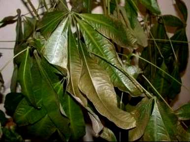 如何挽救小发财树的黄叶脱落，如何挽救小发财树的黄叶脱落？