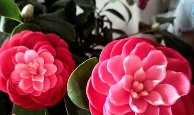 山茶花怎么养才开花，山茶花怎么养才开花？