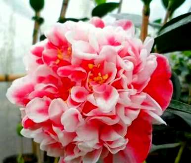 山茶花怎么养才开花，山茶花怎么养才开花？