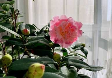 山茶花怎么养才开花，山茶花怎么养才开花？