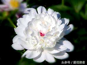 五月适合种什么花，五月开什么花？