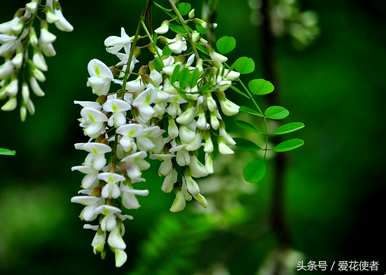 五月适合种什么花，五月开什么花？