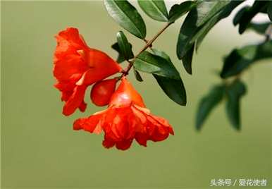 五月适合种什么花，五月开什么花？