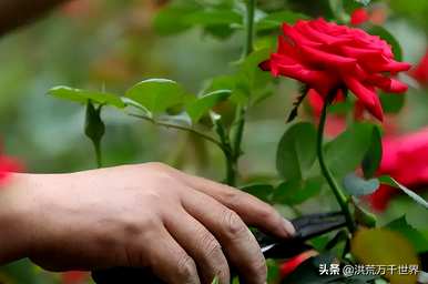 养活玫瑰品种，如何养活玫瑰
