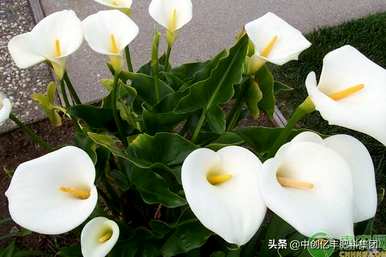 黄花马蹄莲的寓意是什么，马蹄莲的寓意是什么？