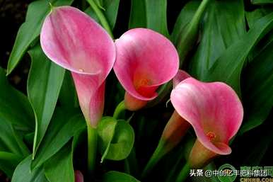 黄花马蹄莲的寓意是什么，马蹄莲的寓意是什么？