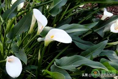 黄花马蹄莲的寓意是什么，马蹄莲的寓意是什么？