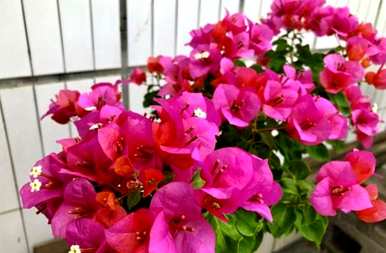 三角梅不开花长叶的原因是什么？三角梅不开花长叶的原因是什么？