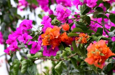 三角梅不开花长叶的原因是什么？三角梅不开花长叶的原因是什么？