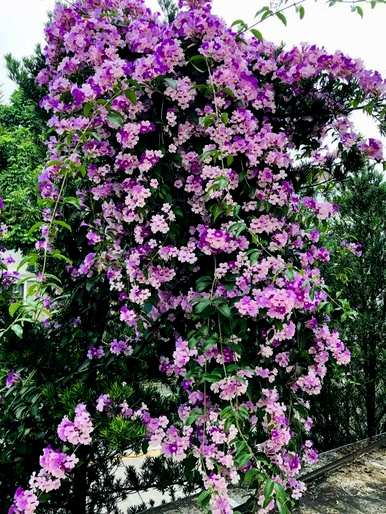 韭菜和葱兰风雨兰叶片的区别，葱兰和韭菜的养殖方法一样吗？