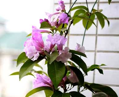 韭菜和葱兰风雨兰叶片的区别，葱兰和韭菜的养殖方法一样吗？