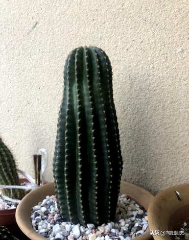 蓬莱宫仙人球开花结果，仙人球开花结果几年