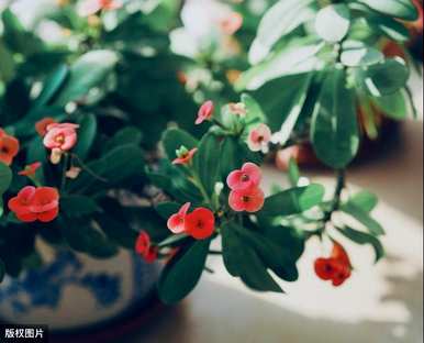 常见的室内植物图片和名称，适合室内盆栽植物图片和名称