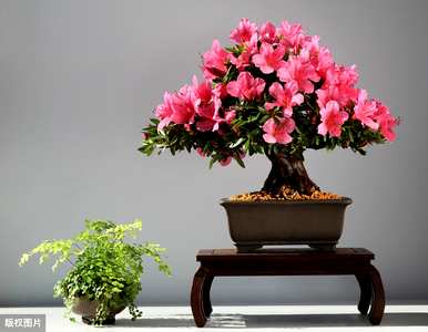 常见的室内植物图片和名称，适合室内盆栽植物图片和名称