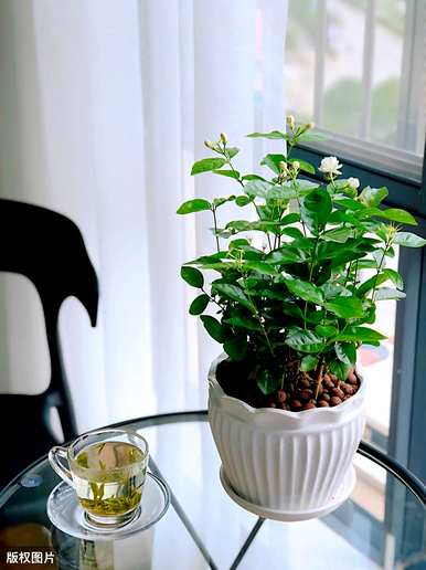 常见的室内植物图片和名称，适合室内盆栽植物图片和名称