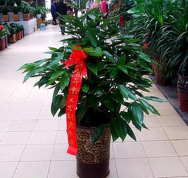 常见的室内植物图片和名称，适合室内盆栽植物图片和名称