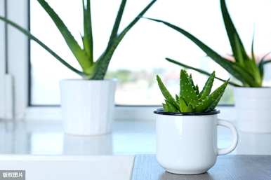 常见的室内植物图片和名称，适合室内盆栽植物图片和名称