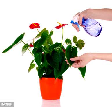 常见的室内植物图片和名称，适合室内盆栽植物图片和名称