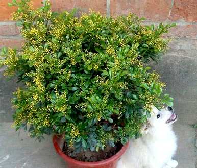 常见的室内植物图片和名称，适合室内盆栽植物图片和名称