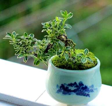 常见的室内植物图片和名称，适合室内盆栽植物图片和名称