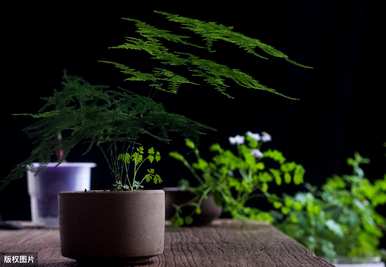 常见的室内植物图片和名称，适合室内盆栽植物图片和名称
