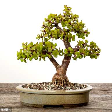 常见的室内植物图片和名称，适合室内盆栽植物图片和名称