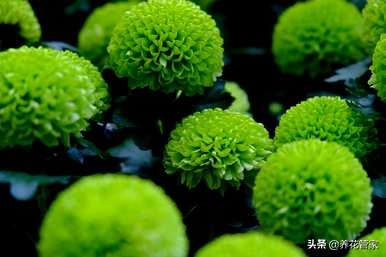 乒乓菊一年开几次花，乒乓菊一年开几次