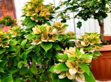 用什么肥料开花三角梅？三角梅的开花季节是几个月？