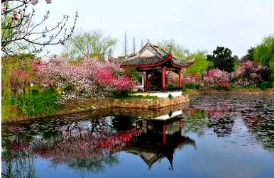 桃花的花期一般是多少天，桃花的花期一般是多少天？